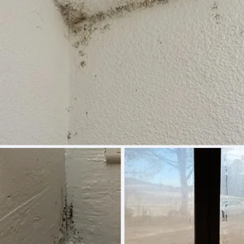 Moisissures dans l’angle d’un mur